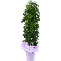 홍콩야자(포장분)