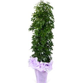 홍콩야자(포장분)